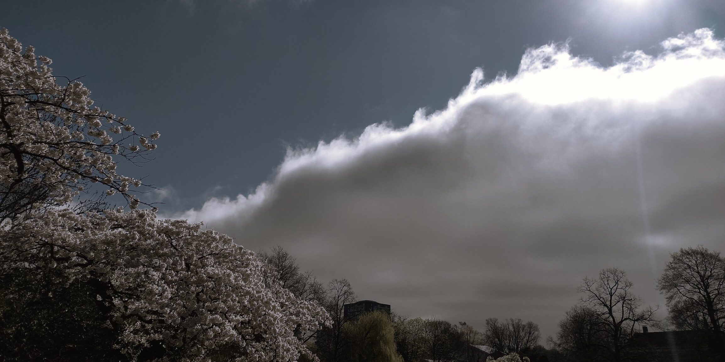 Bloesem en wolken boven Het Park (Rotterdam)